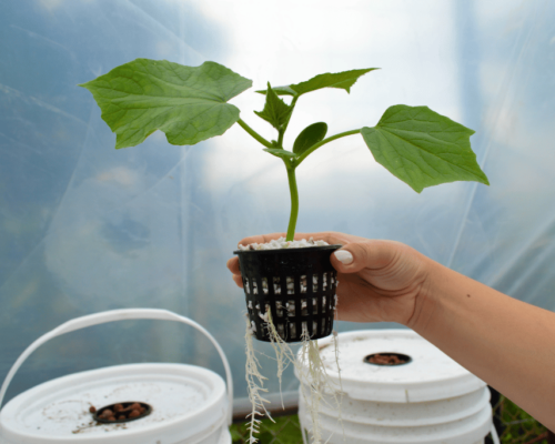 hydroponic flowering