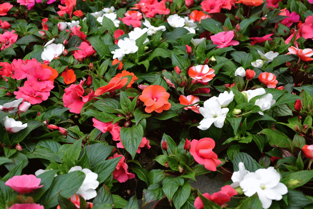 Impatiens 