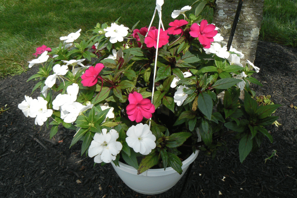 Impatiens