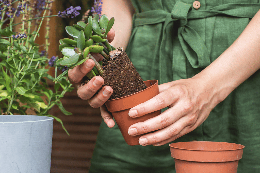 Incorrect Potting Soil