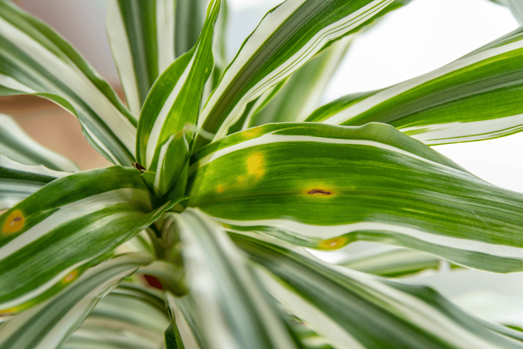 Black Spots on Corn Plant Leaves