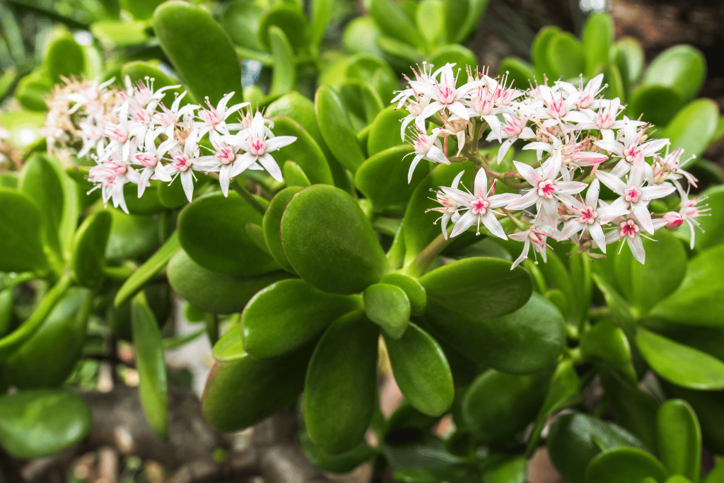 Jade Plant Flowers