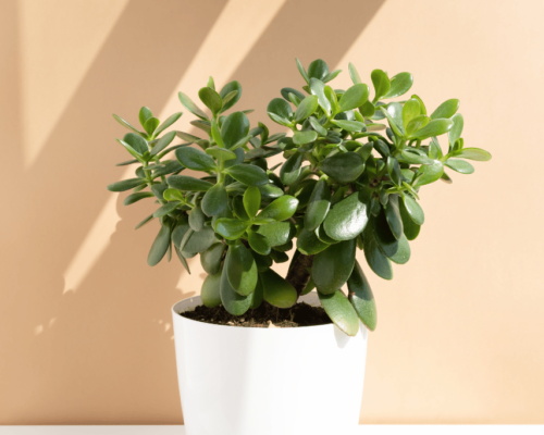 jade plant leaves wrinkled