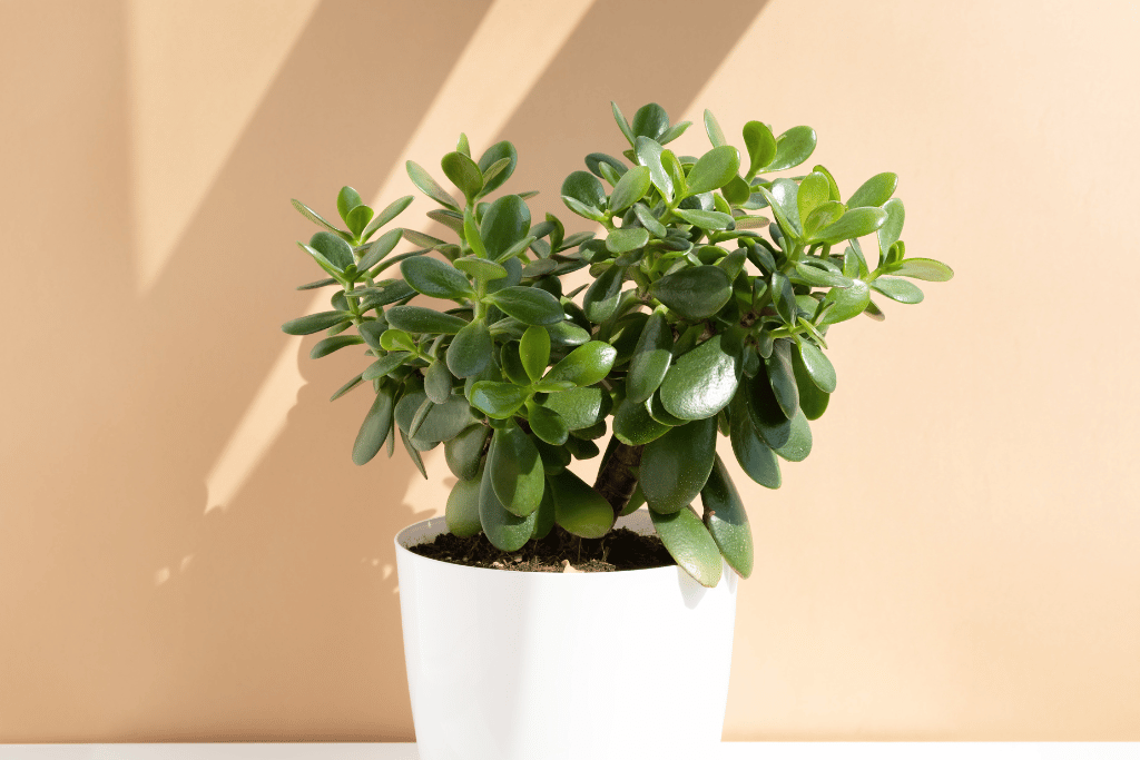 jade plant leaves wrinkled