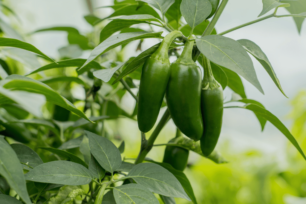 Jalapeno Pepper Plants