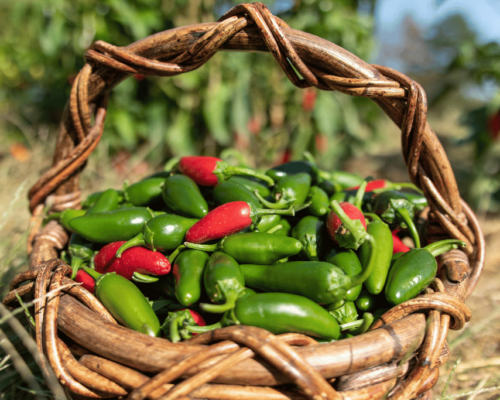 when to pick jalapenos