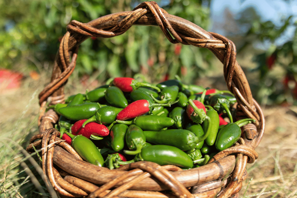 When to Pick Jalapenos