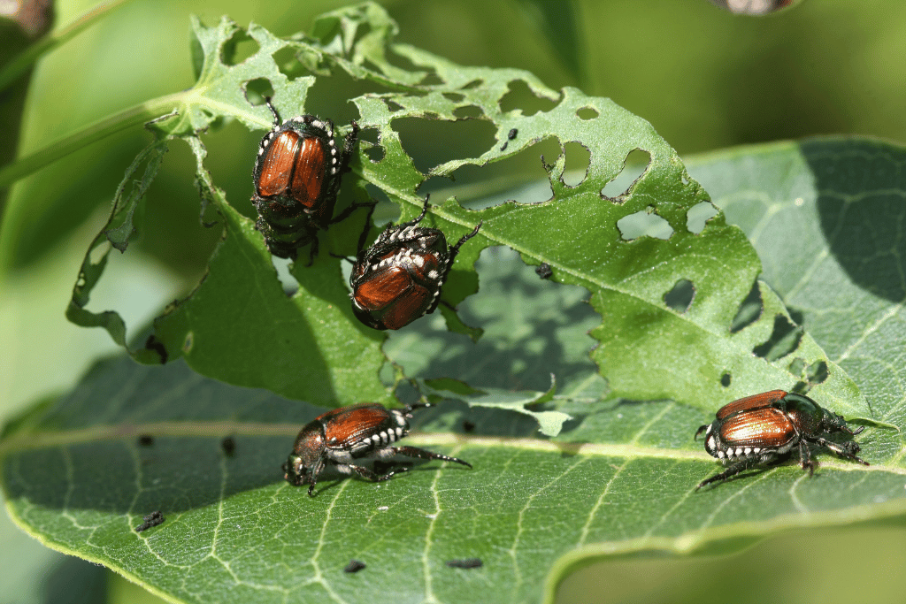 Invasive Japanese Beetles