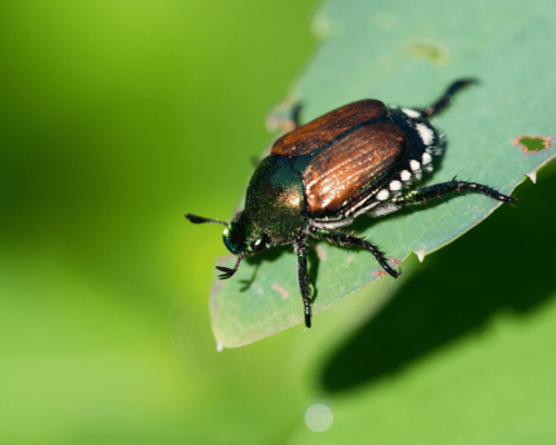 where do japanese beetles go at night