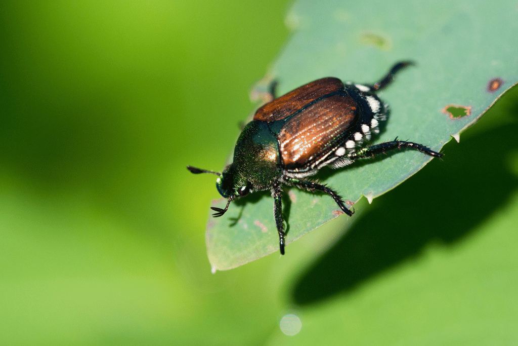 Japanese Beetles