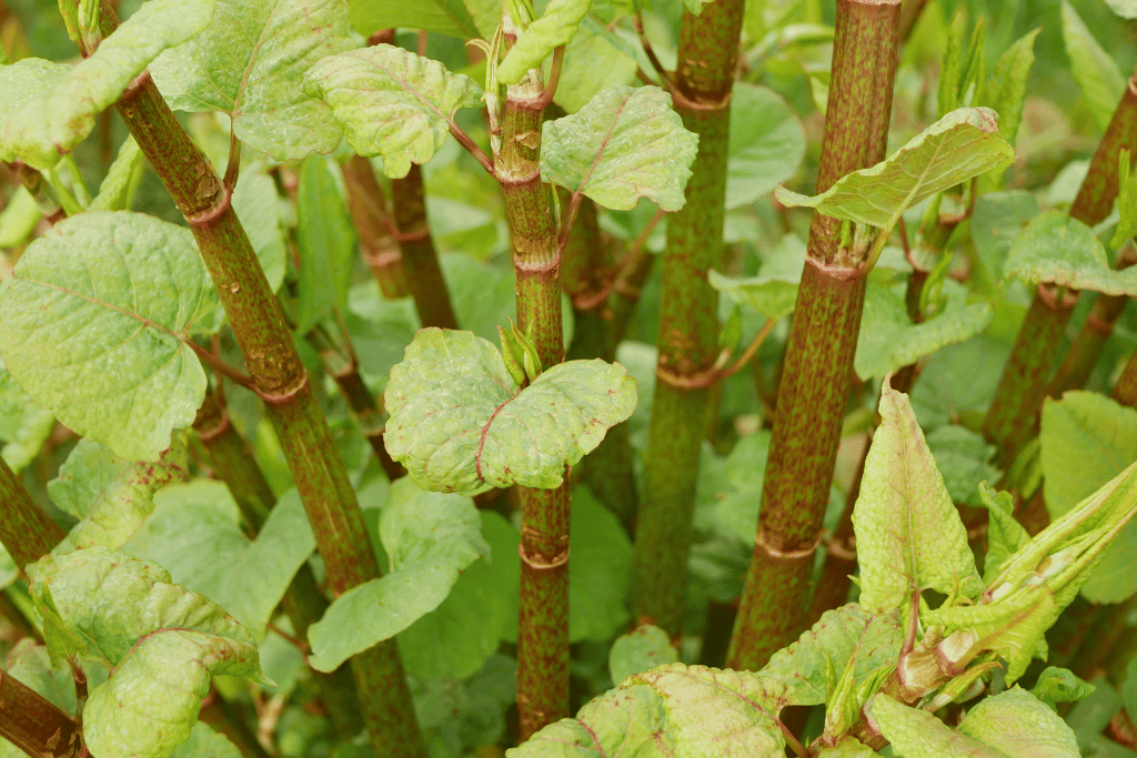 Japanese Knotweed