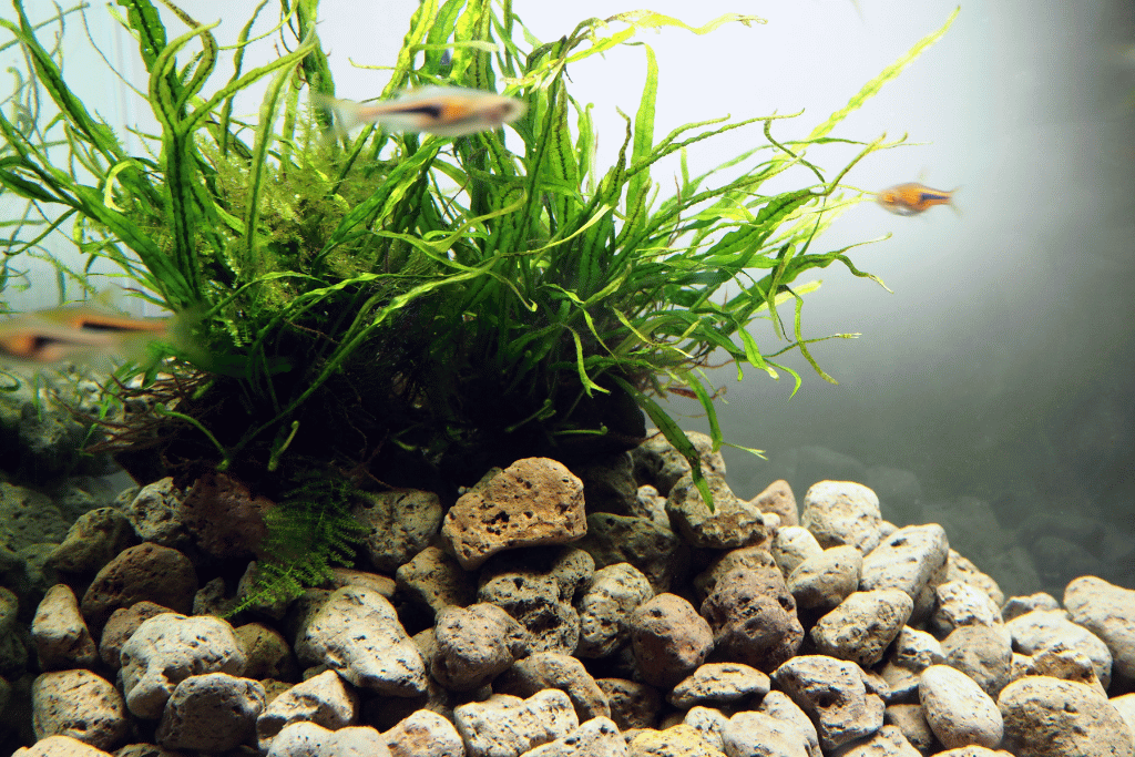 Java Fern