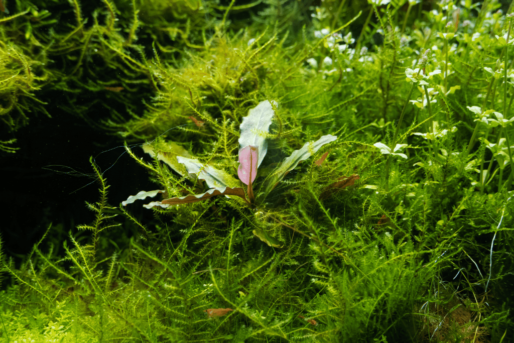 Java Moss