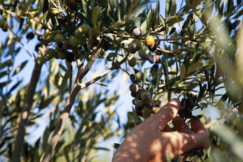 Harvest and Brine Kalamata Olive