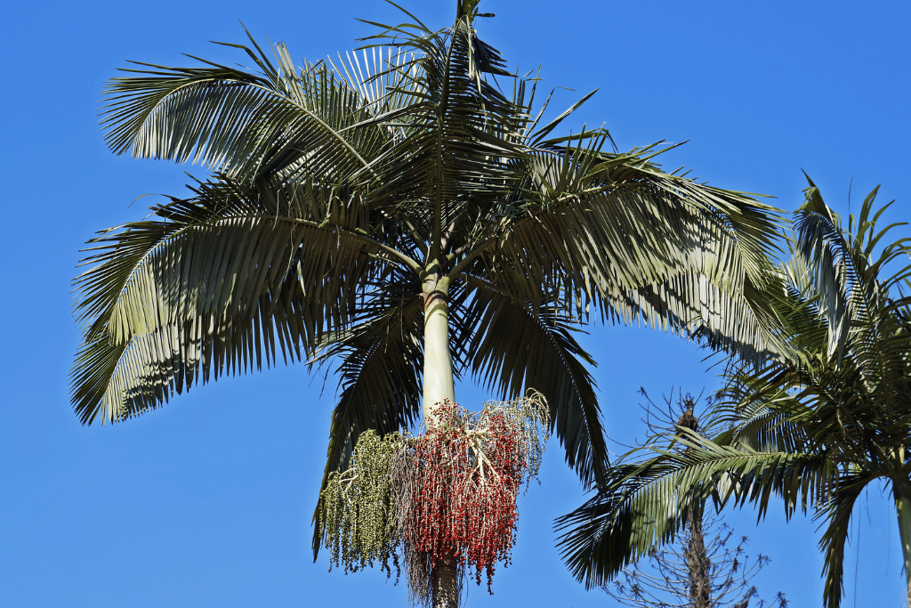 King Palm Tree