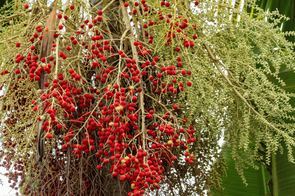 King Palm Fruit