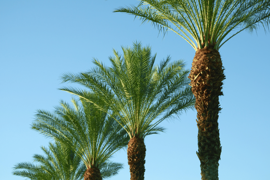 king palm tree vs queen