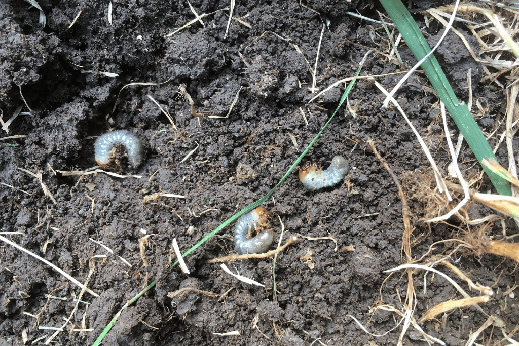 Japanese Beetle Larva