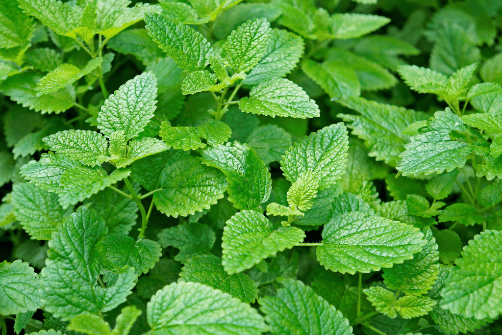 Lemon Balm (Melissa officinalis)