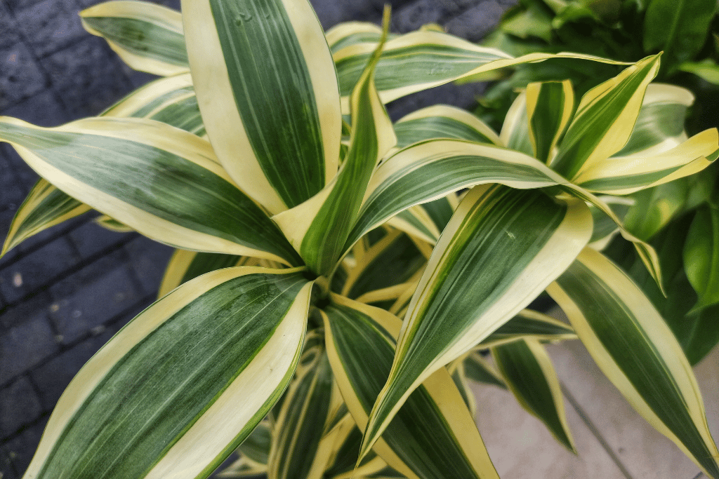 Lemon Lime Dracaena