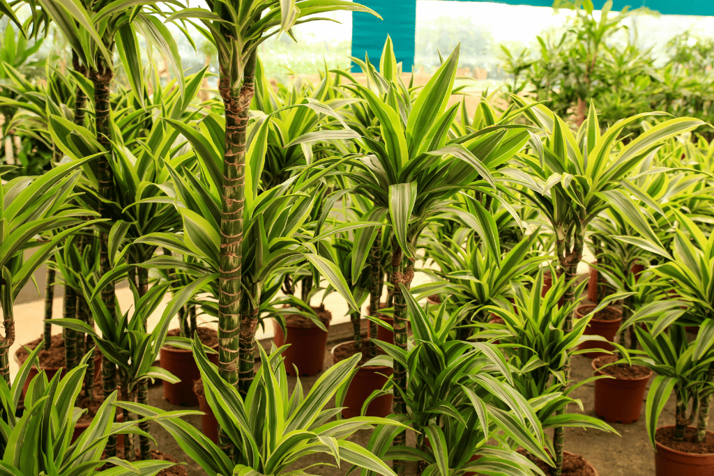 Lemon Lime Dracaena Plants