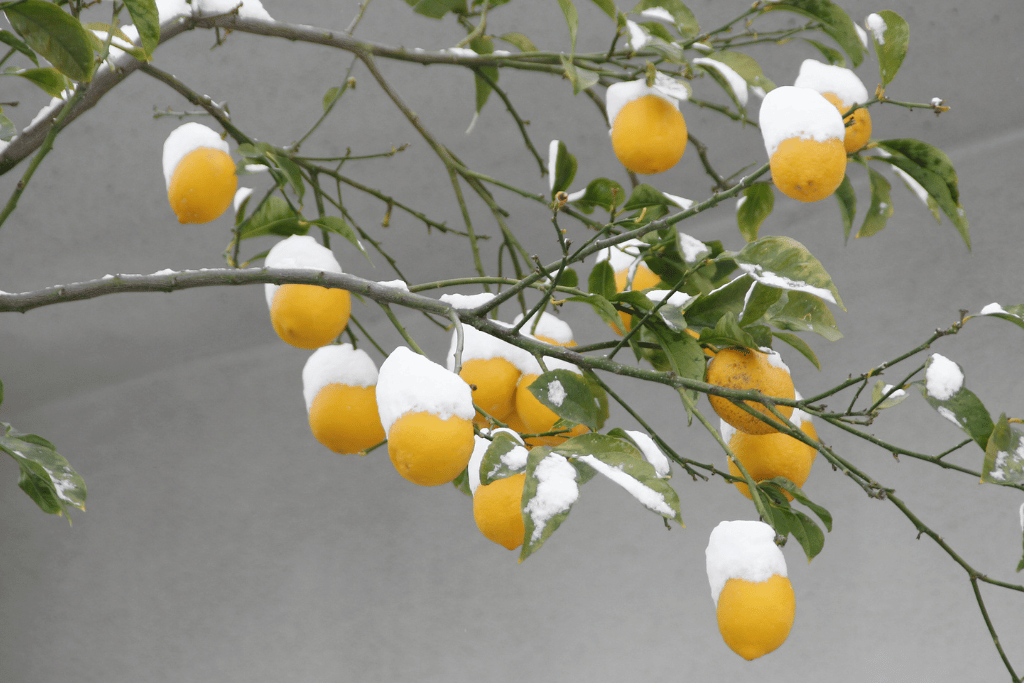 Lemon Tree Survive the Winter