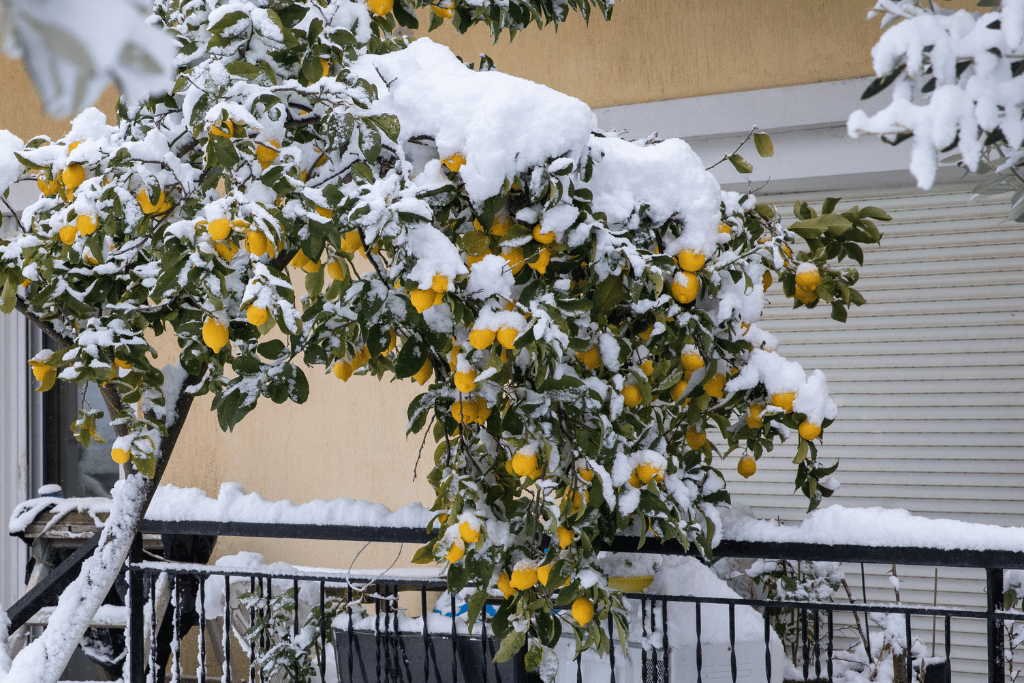 can lemon tree survive winter