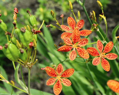 leopard lily care