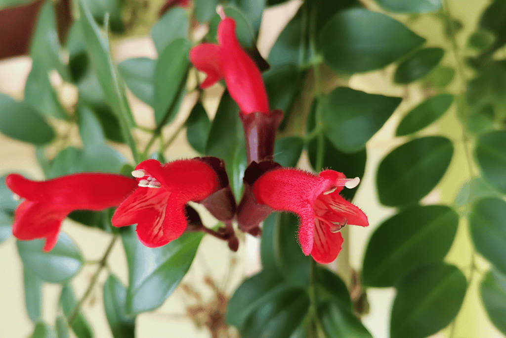 Lipstick Plant 