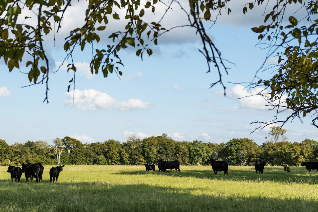 Shade Grass