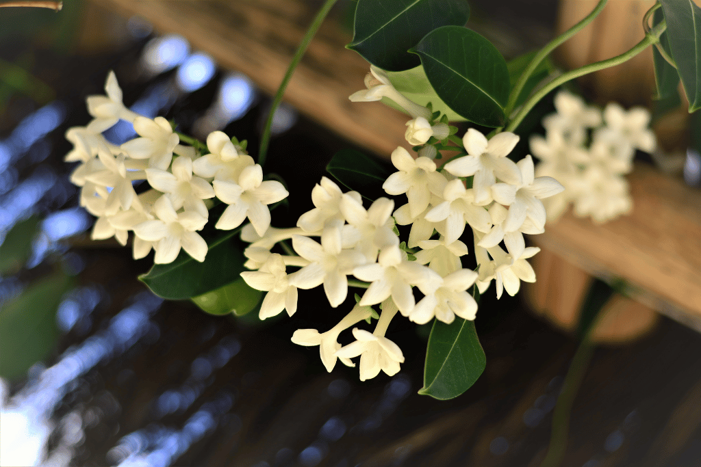 Madagascar Jasmine