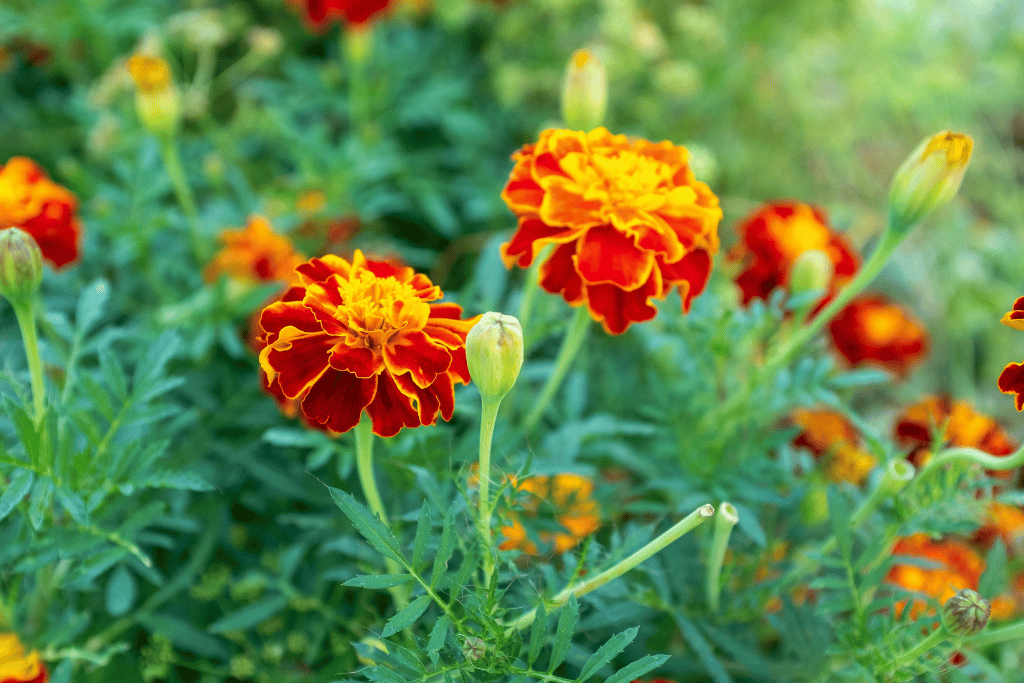 Marigolds 