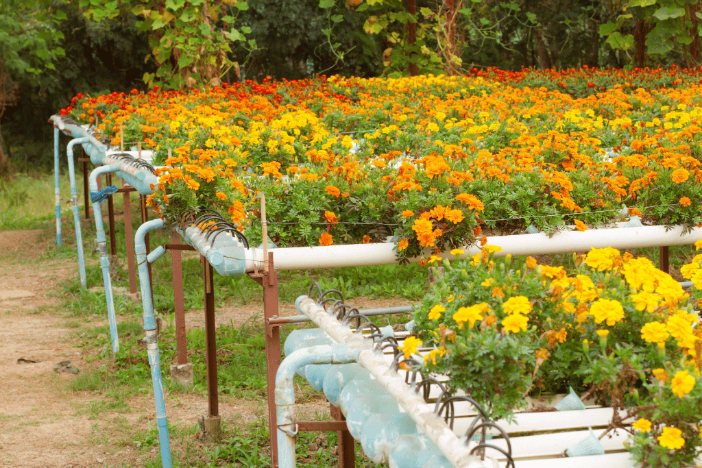 Marigolds