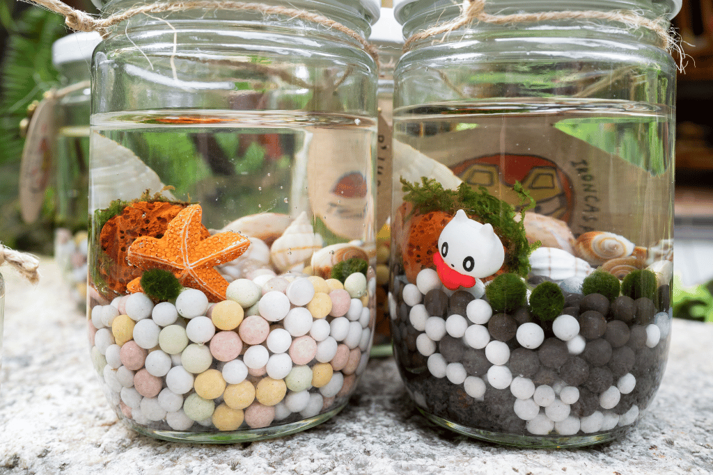 Marimo Moss Ball