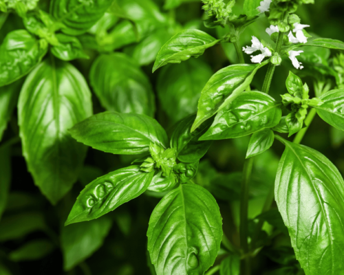 basil companion plants