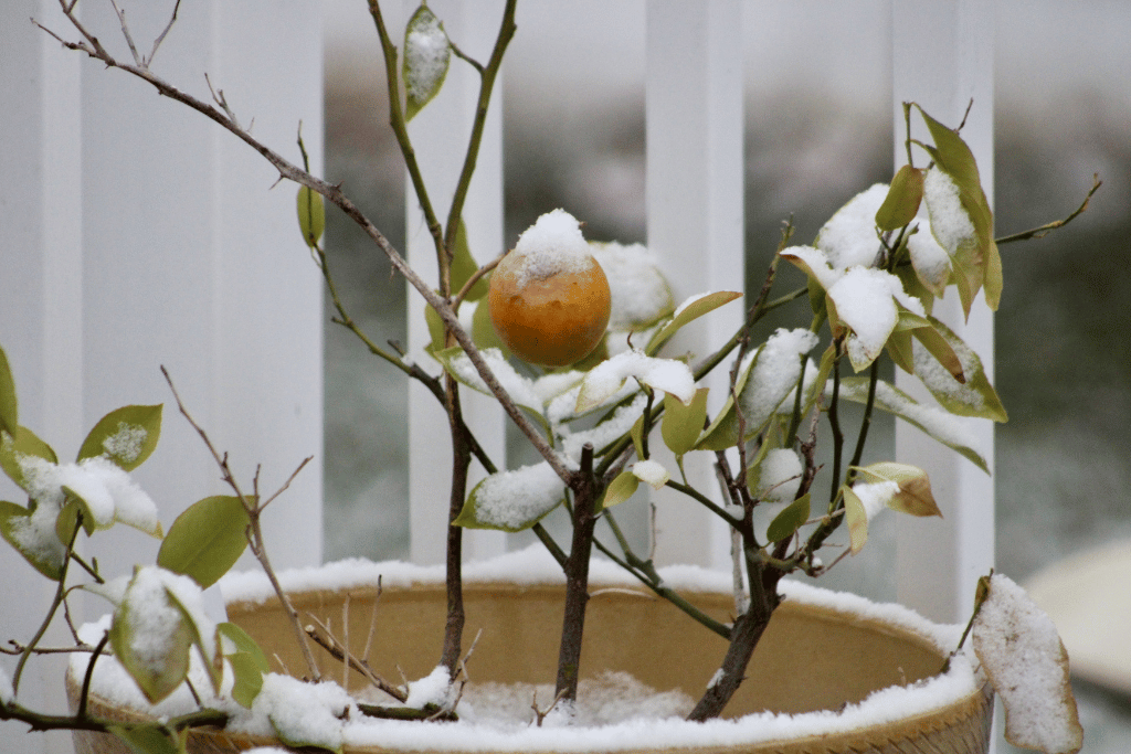 Meyer Lemon Tree Survive