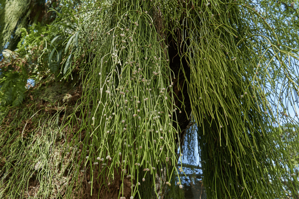 Mistletoe Cactus (Rhipsalis baccifera)