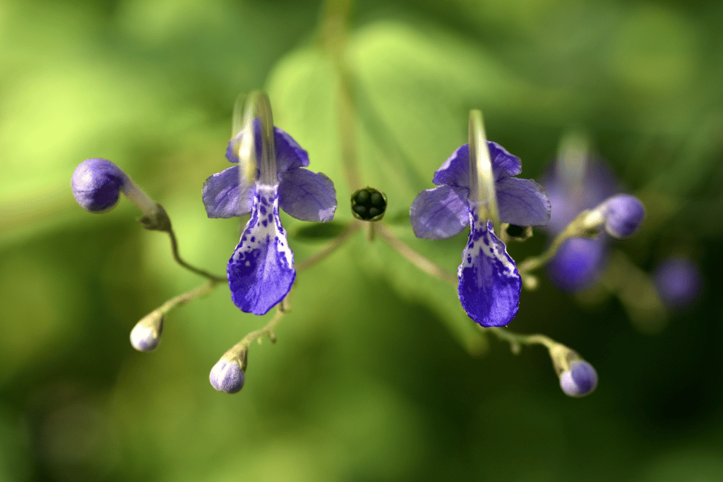 Monkey Flower (Mimulus ringens)