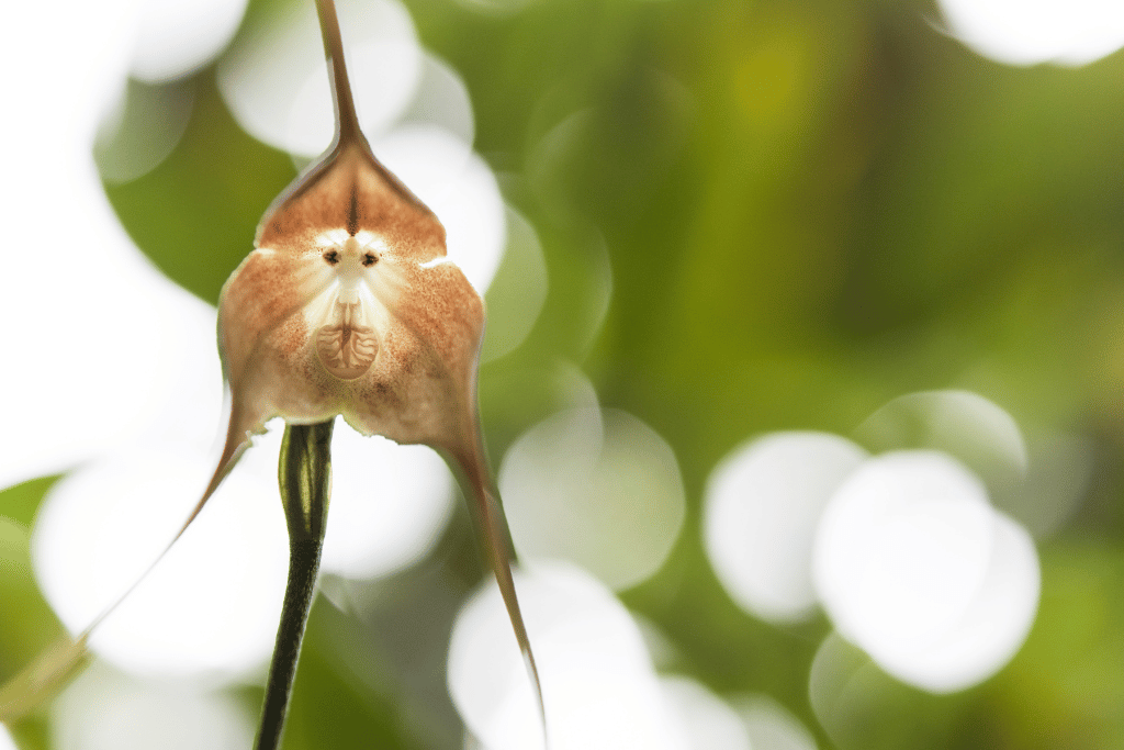 Monkey Orchid (Dracula simia)