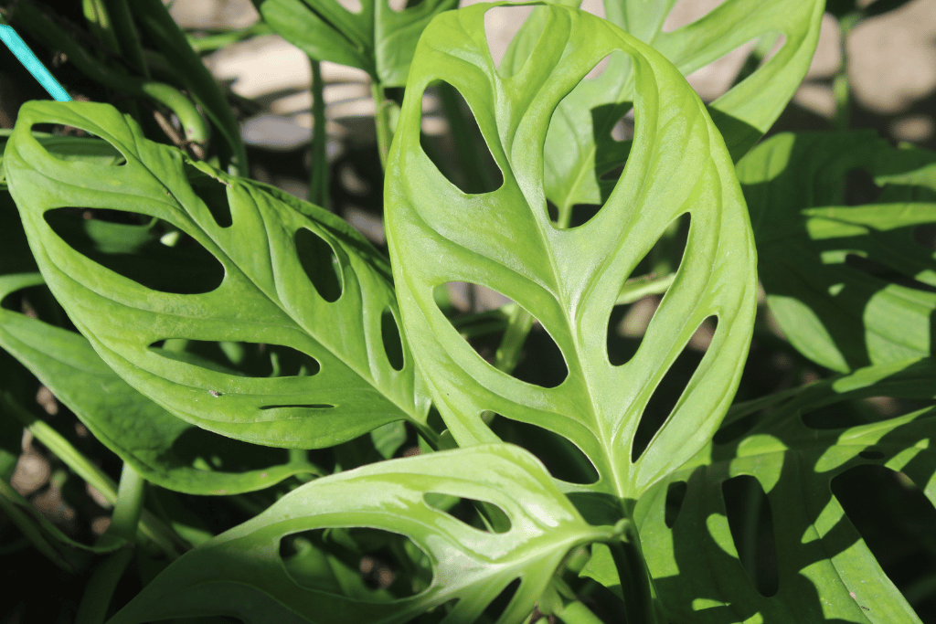 Monstera adansonii