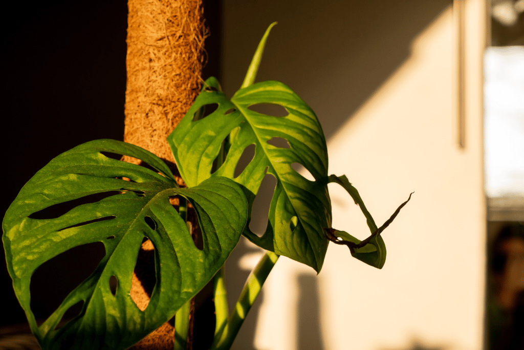 Monstera Adansonii