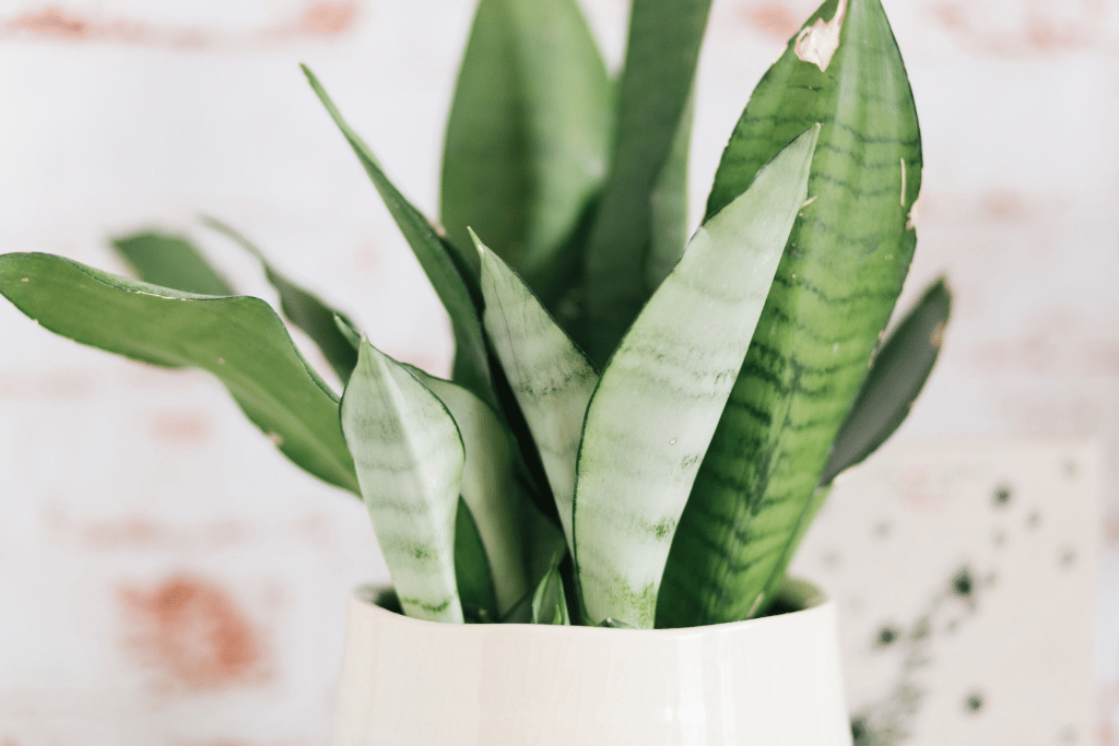 moonshine snake plant