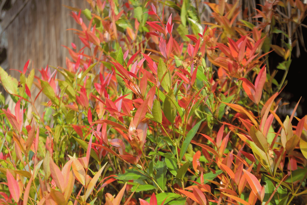 Nandina Domestica