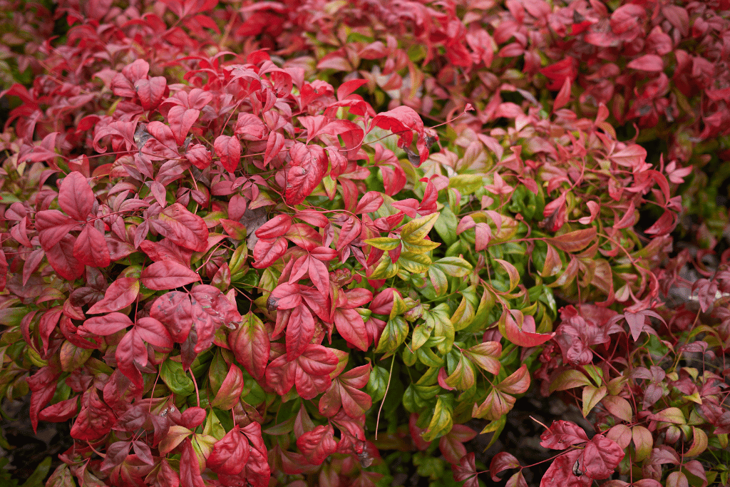 Nandina