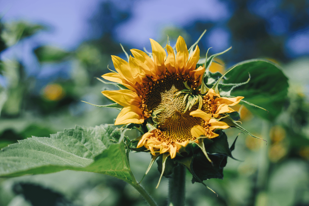 Sunflower wilting