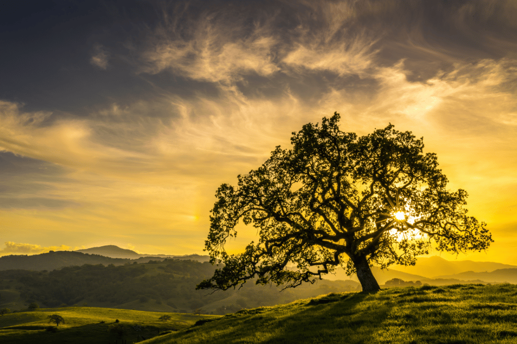 Oak Tree (Quercus)