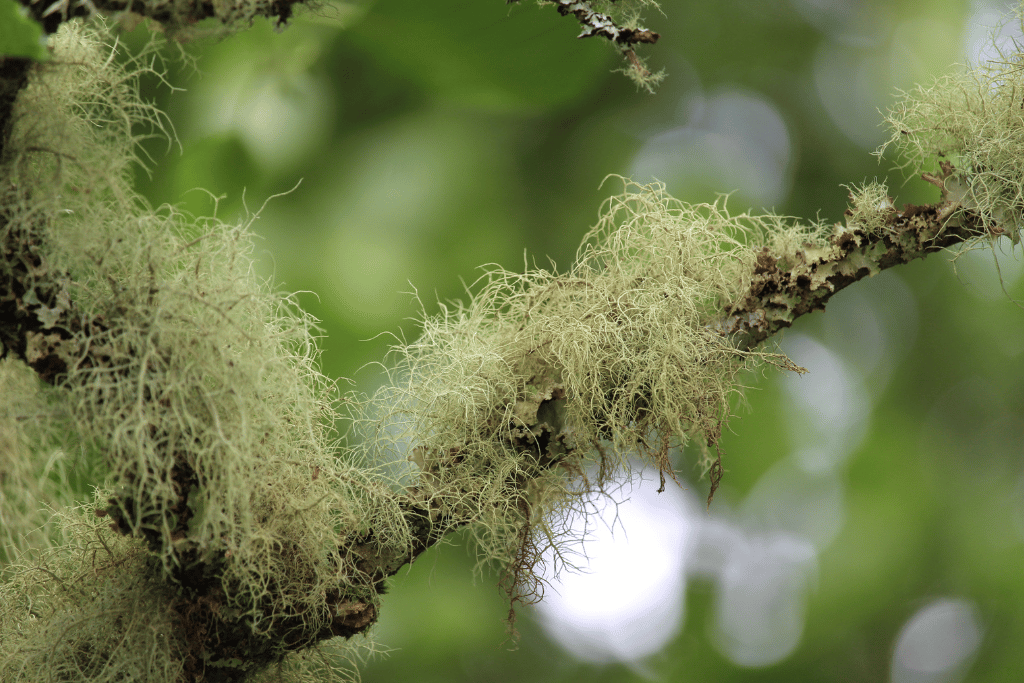 Old Man’s Beard (Usnea)