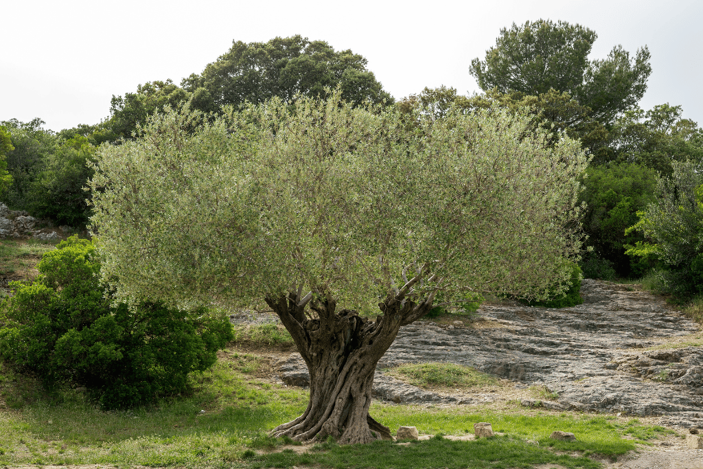 Olive Tree (Olea europaea)