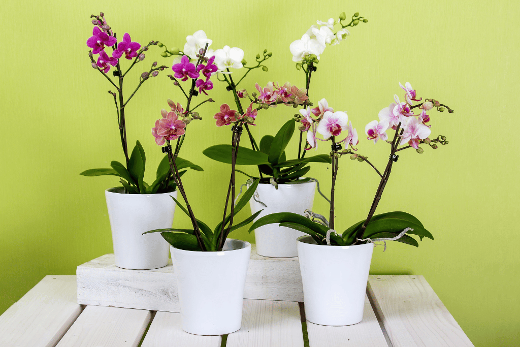 Orchid Varieties