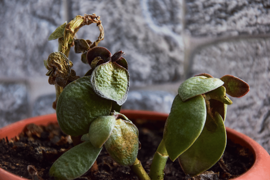 Sick Jade Plant